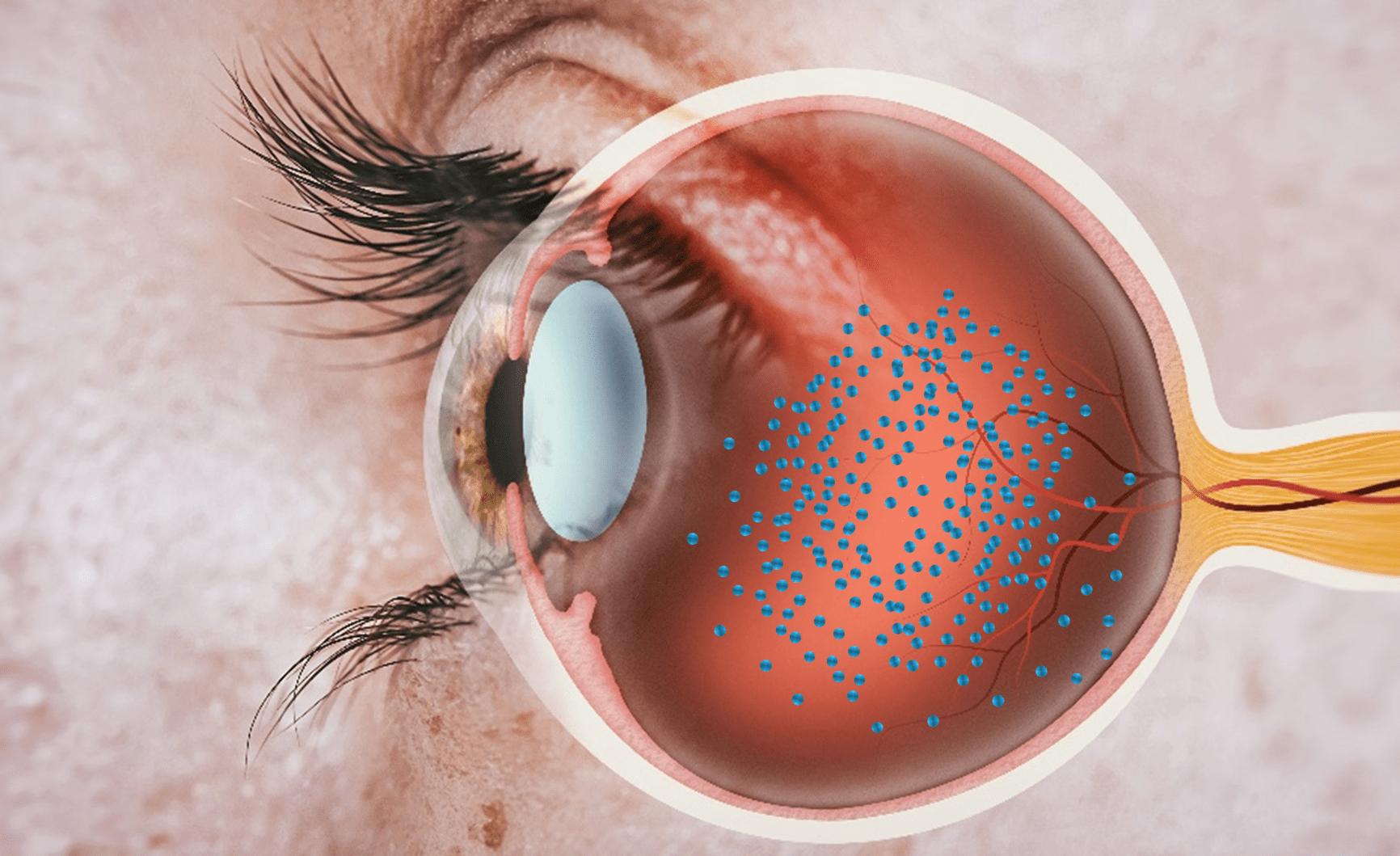 Human eye close-up, retinal anatomy